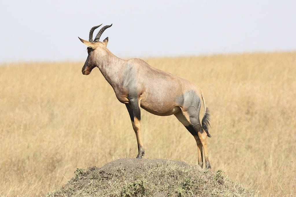 Nyerere National Park