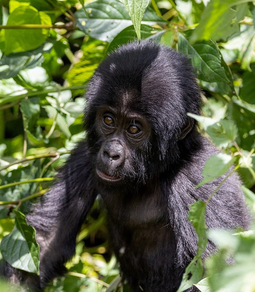 Most Popular Uganda Safari