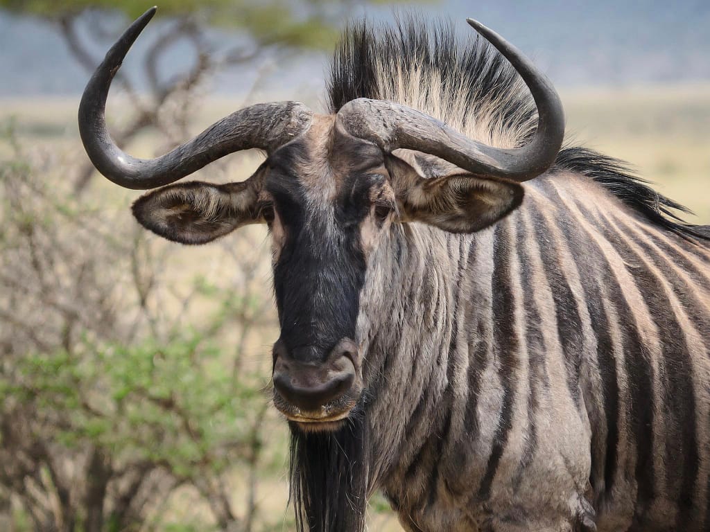 Tarangire National Park