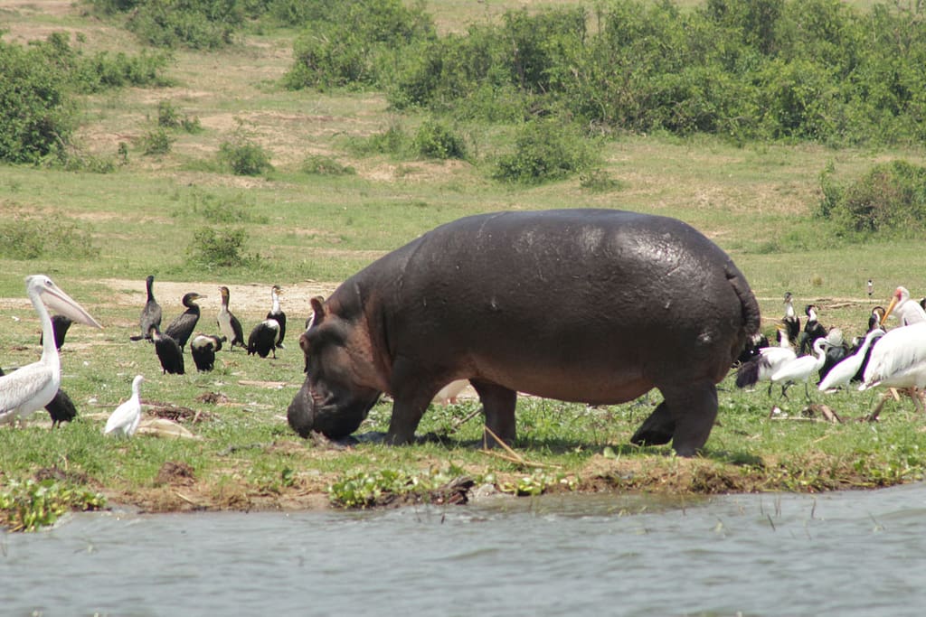 Most Popular Uganda Safari