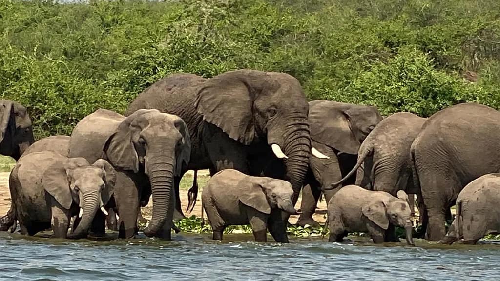 Most Popular Uganda Safari