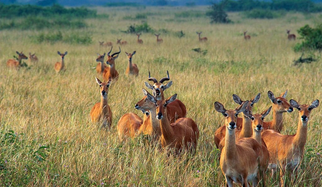 Most Popular Uganda Safari