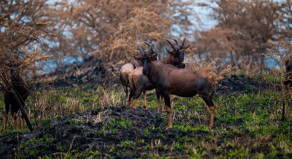 Most Popular Uganda Safari