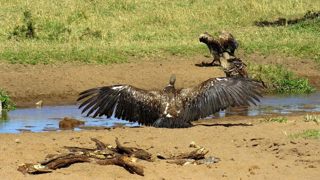 eSafari Africa