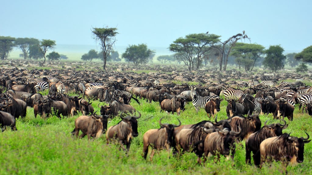 Deluxe Safari Northern Tanzania