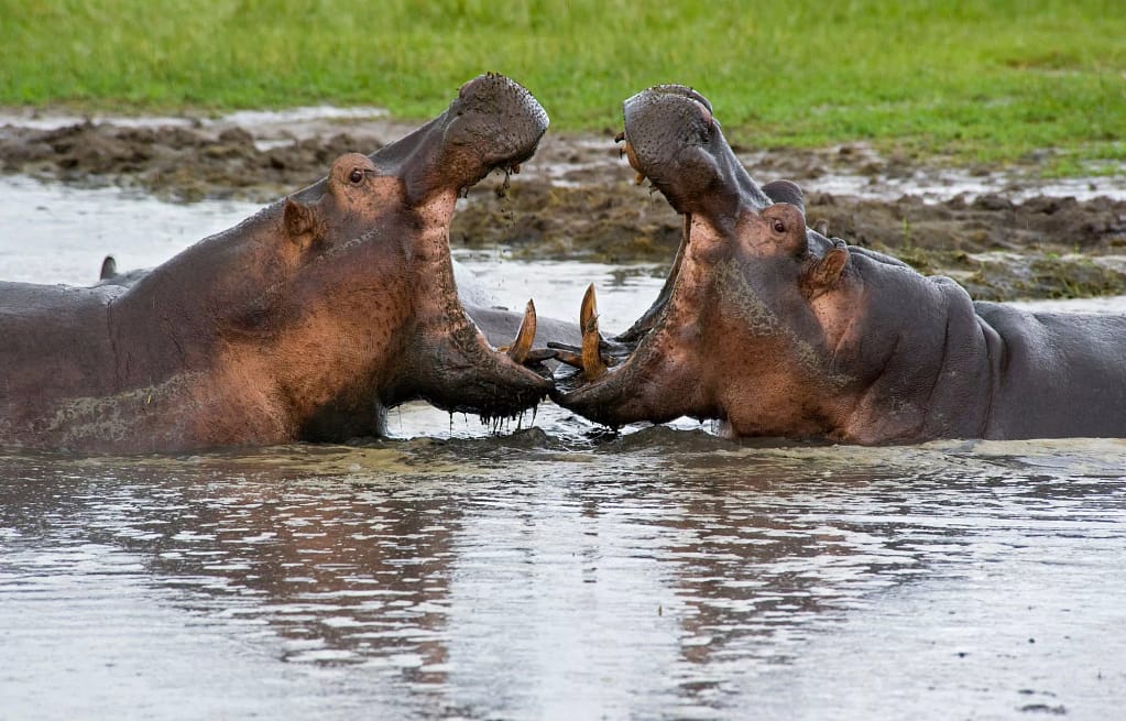 Katavi National Park