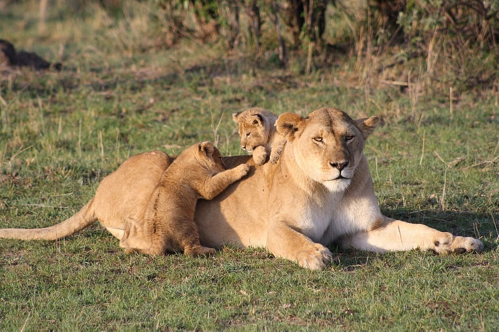 Wildebeest and Whales safari