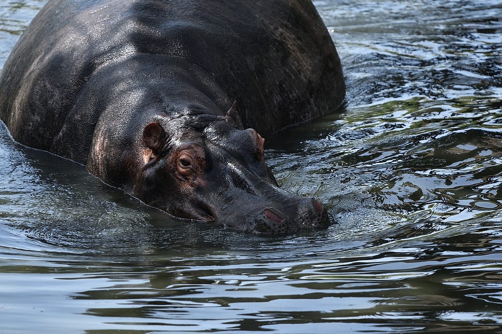 Wildebeest and Whales safari