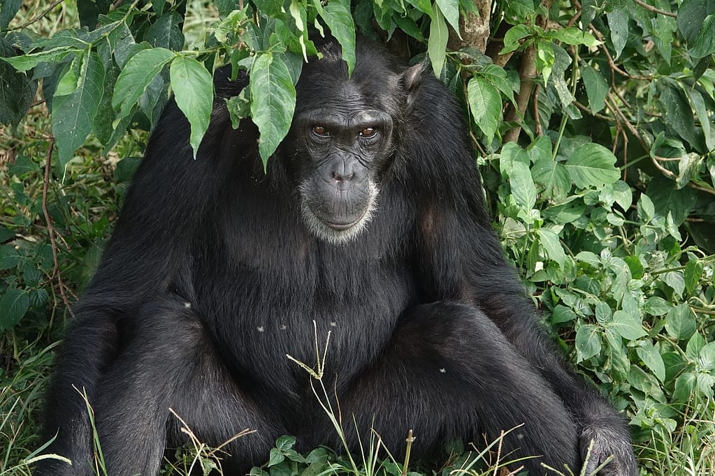 Gorilla-Chimpanzee expedition Uganda