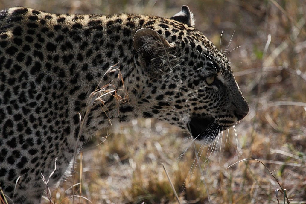 Nyerere National Park