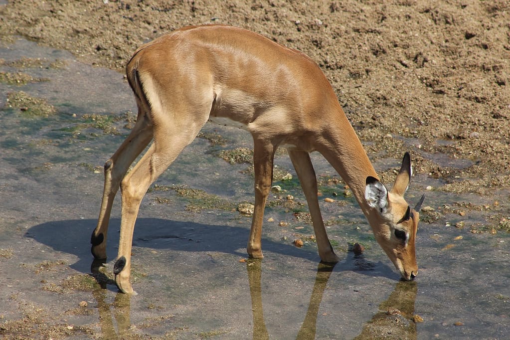 Mikumi National Park