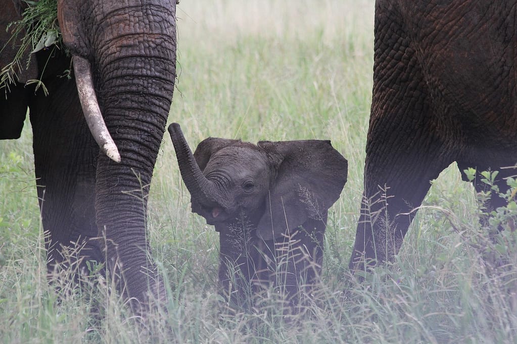 Safari Wonderland Tarangire