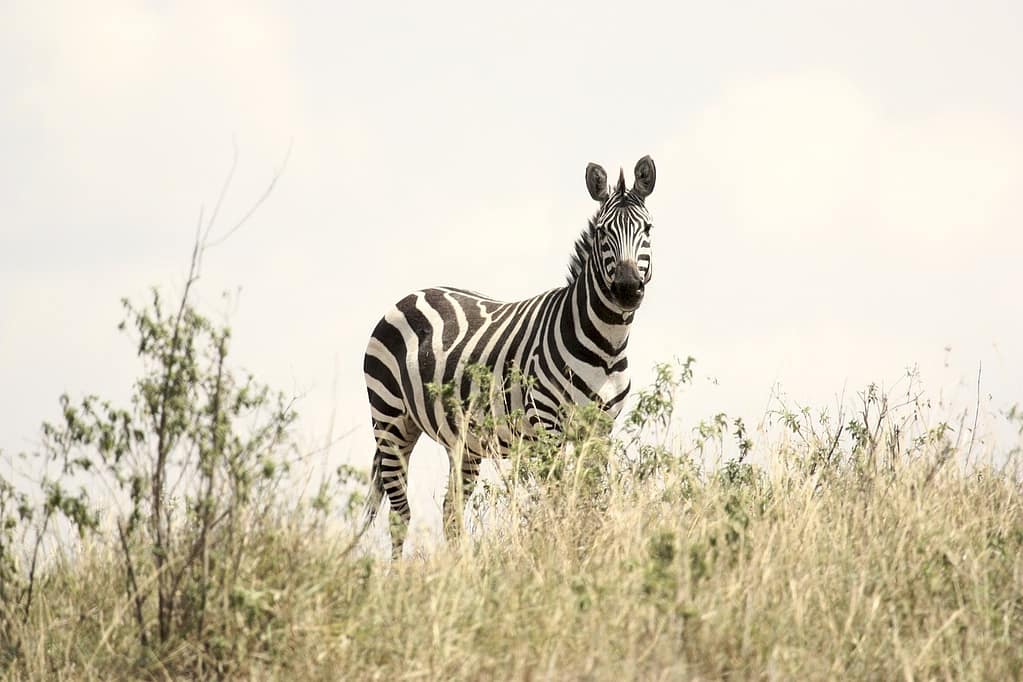 Arusha National Park