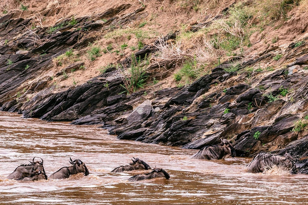 Wildebeest and Whales safari