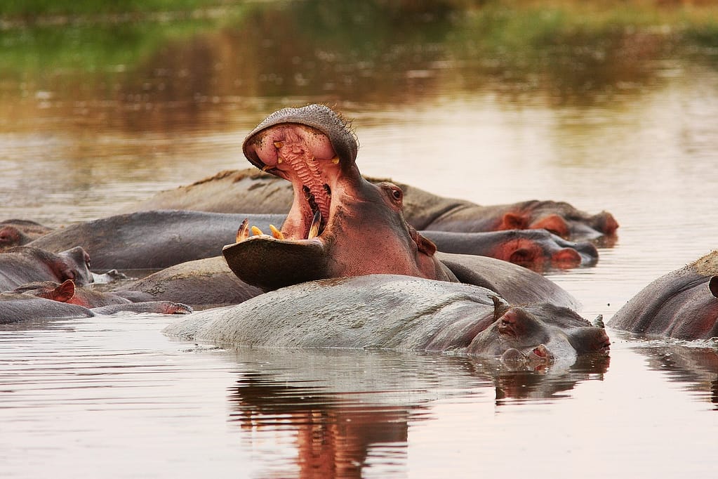 Tanzanian budget safari