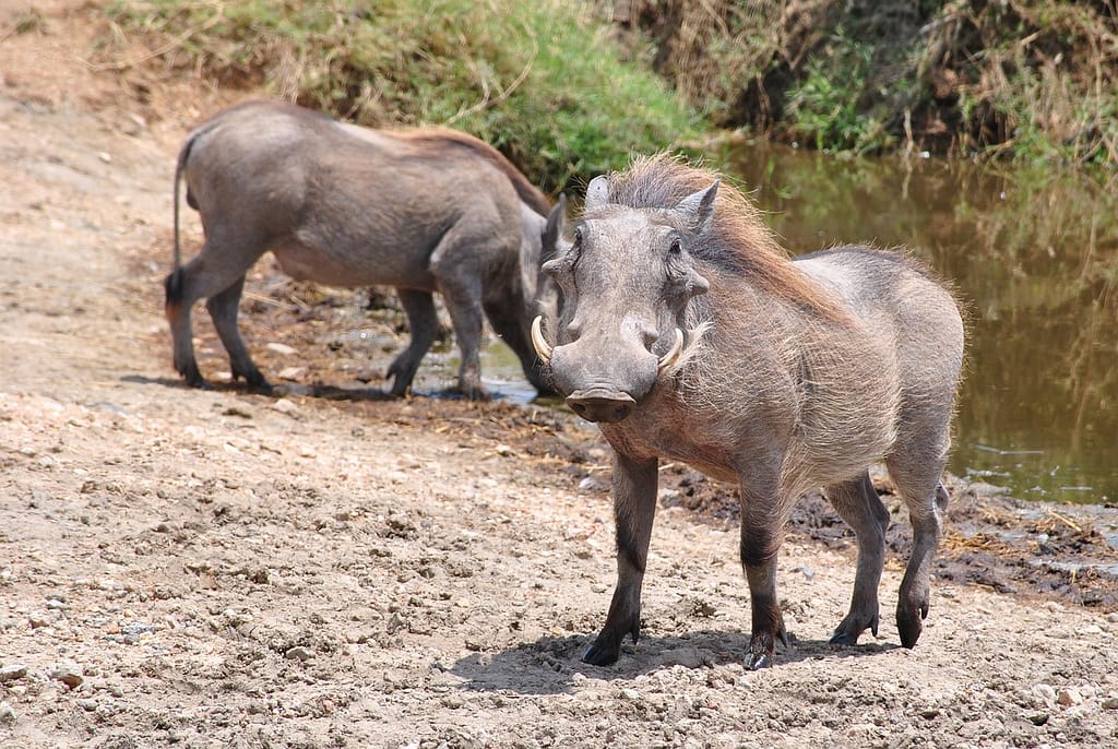 Arusha National Park