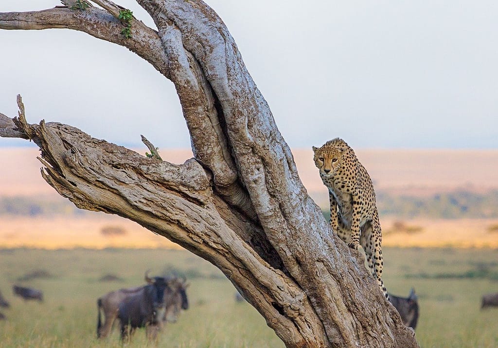 Masai Mara and Nakuru