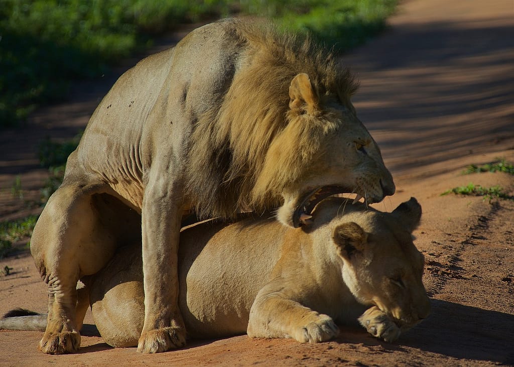 Tarangire National Park