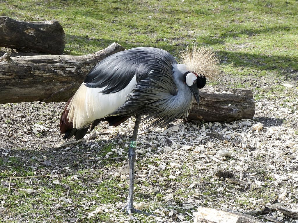 Nyerere National Park