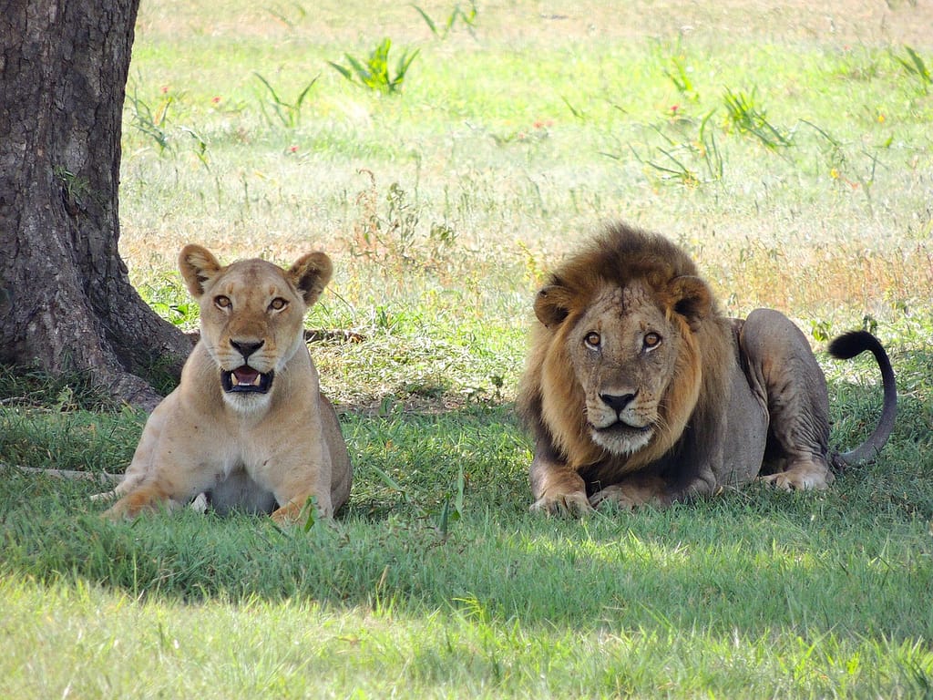 Nyerere National Park