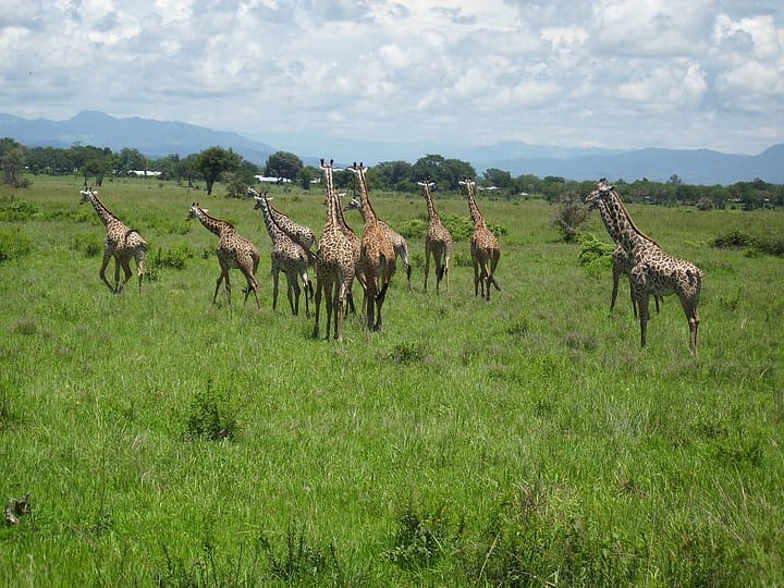 Safari in South Tanzania