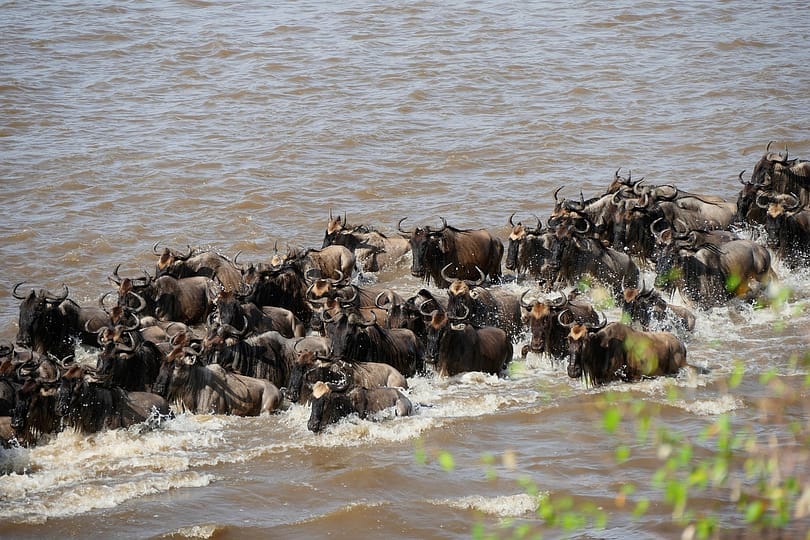 Visiting Serengeti National Park