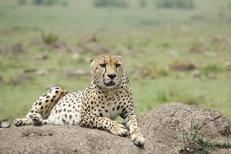 eSafari Africa Deals