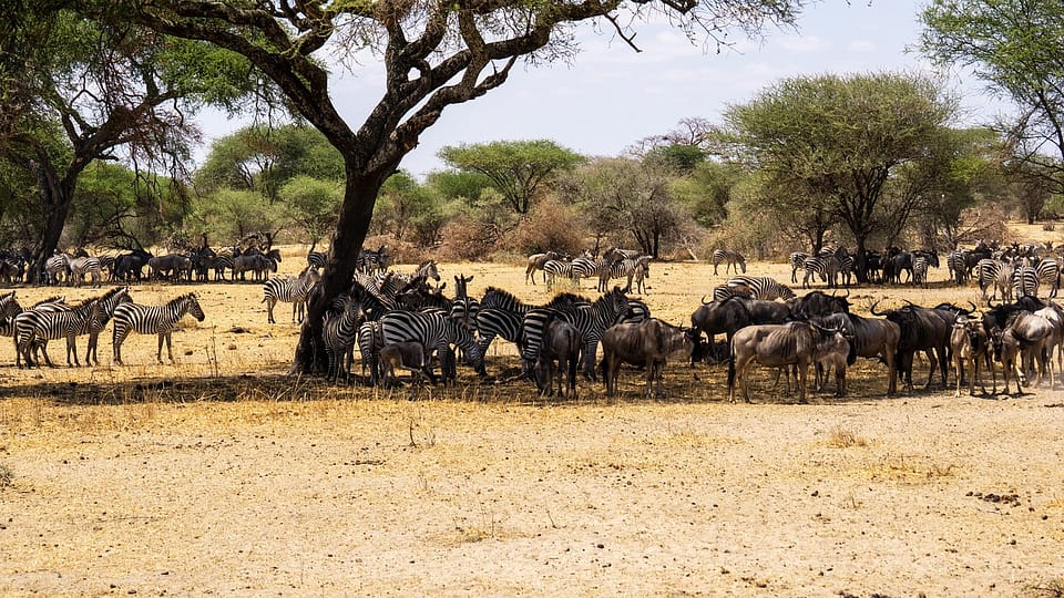 Serengeti National Park