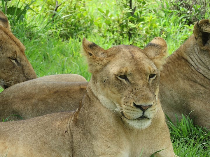 Mikumi National Park