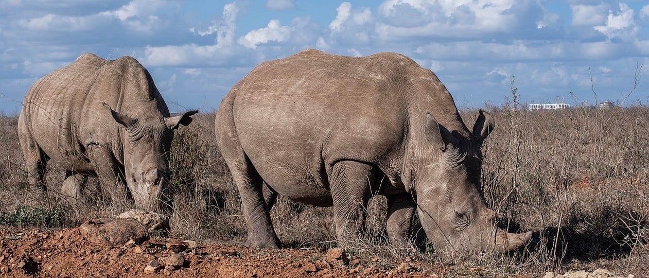 Safari in Kenya