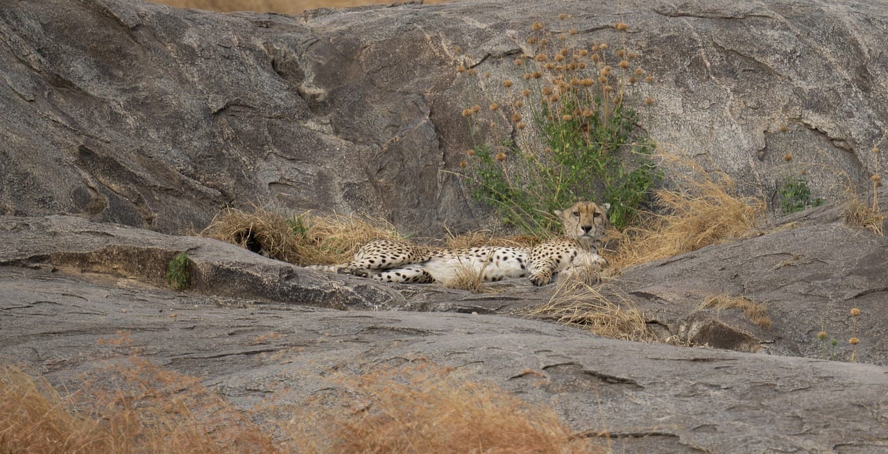 Visiting Serengeti National Park