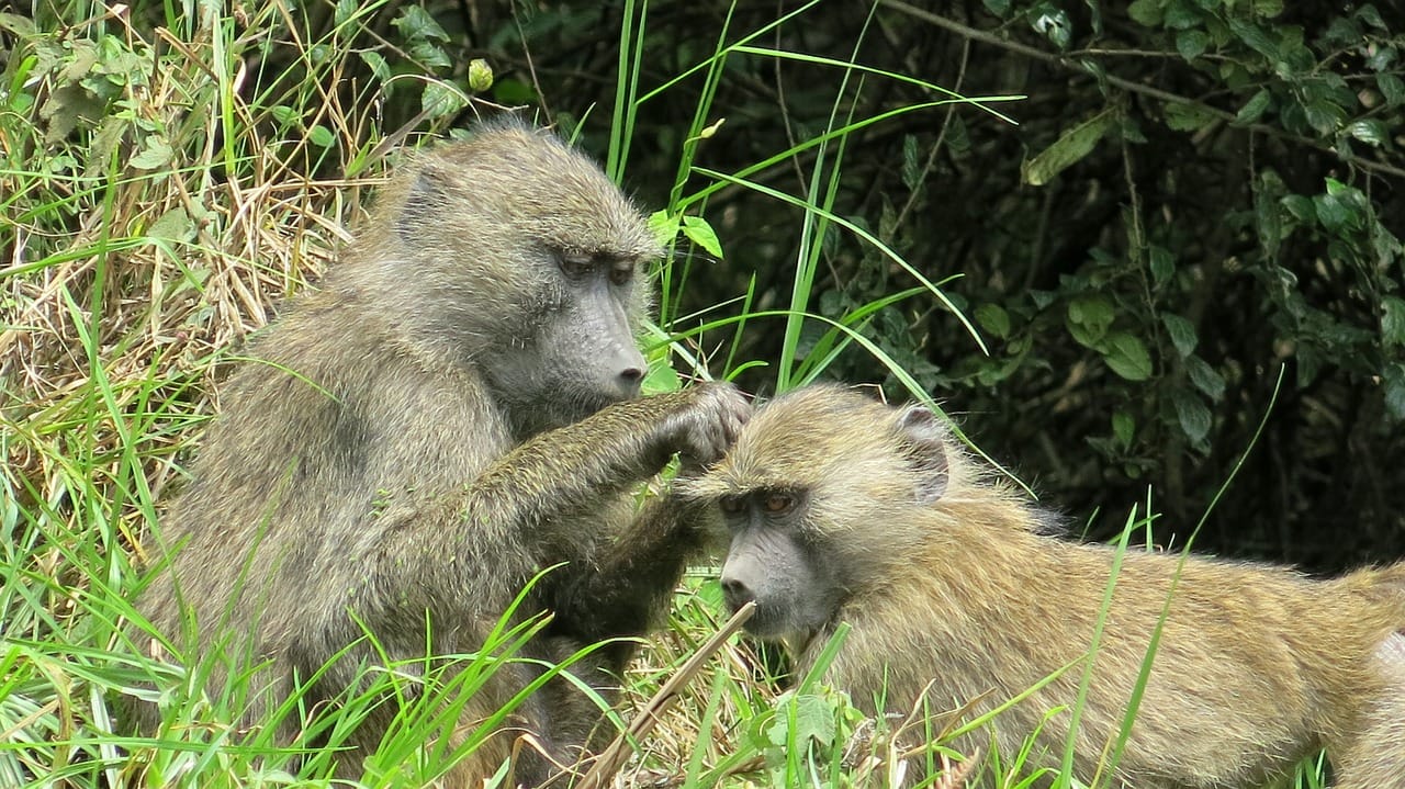 Arusha National Park