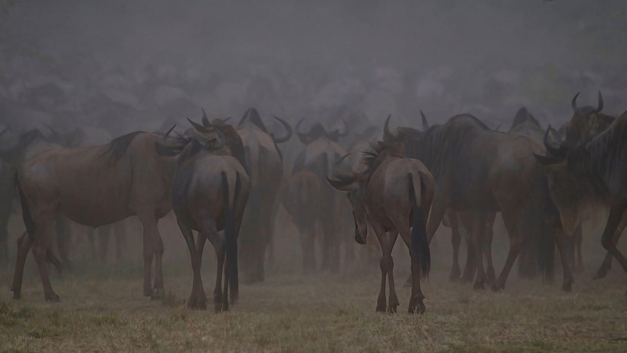 Wildebeest and Whales safari