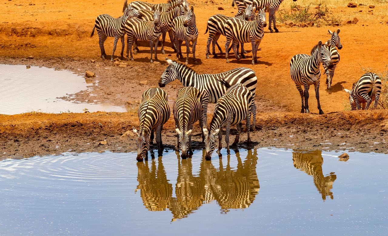 Safari in Kenya