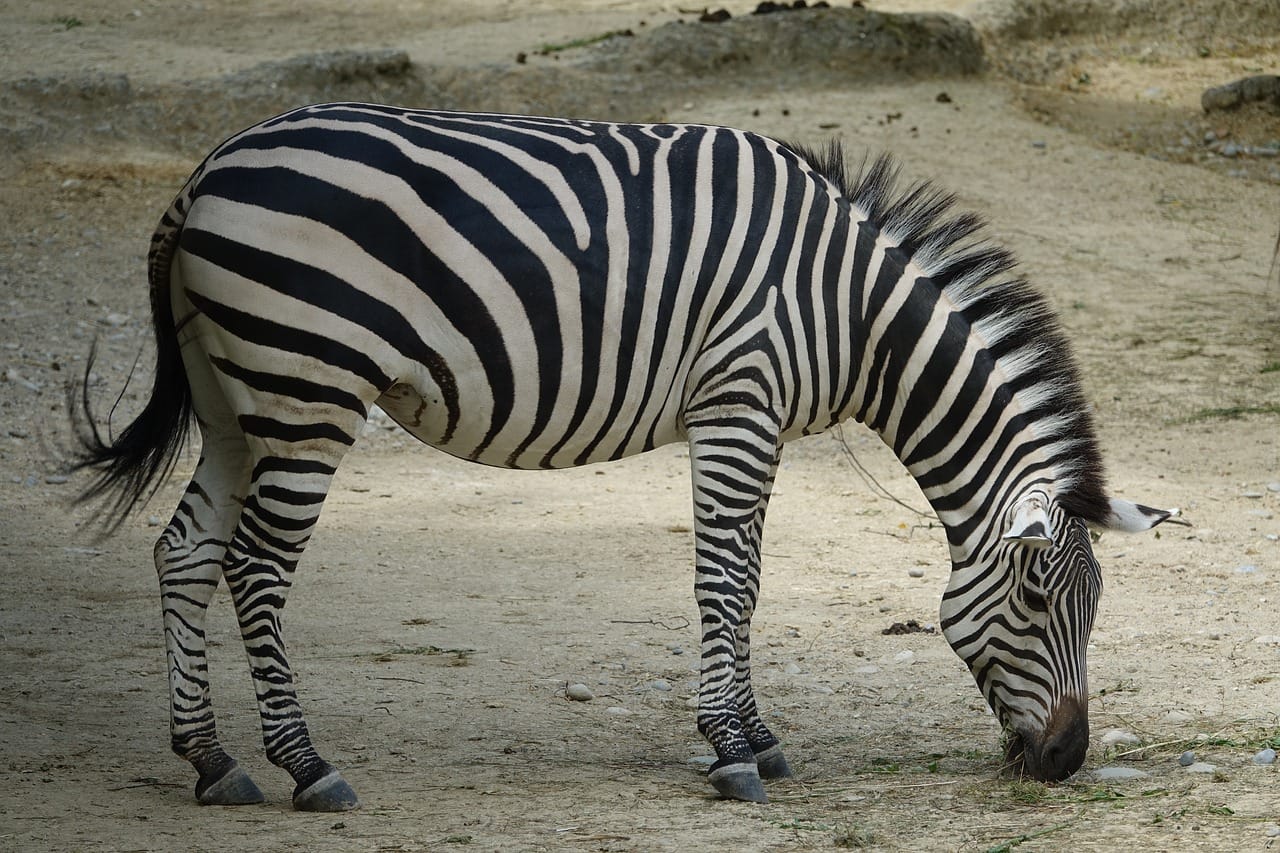 Nyerere National Park