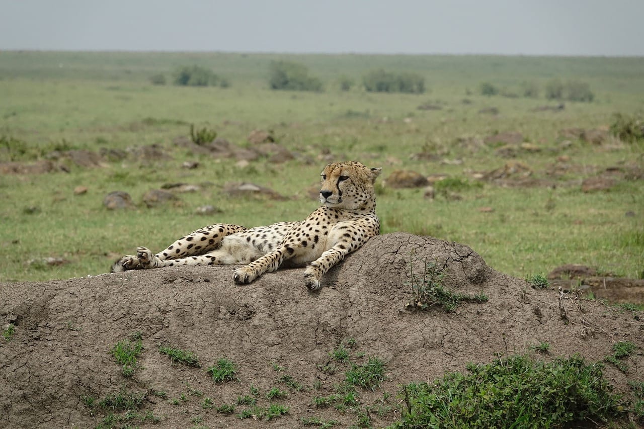 Masai Mara