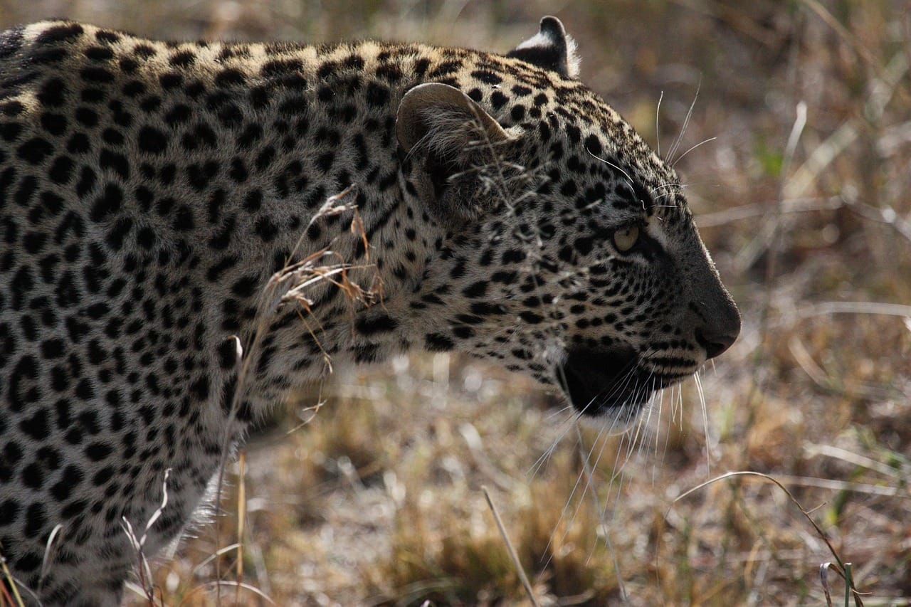 Nyerere National Park