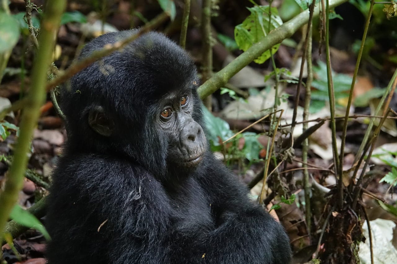 Most Popular Uganda Safari