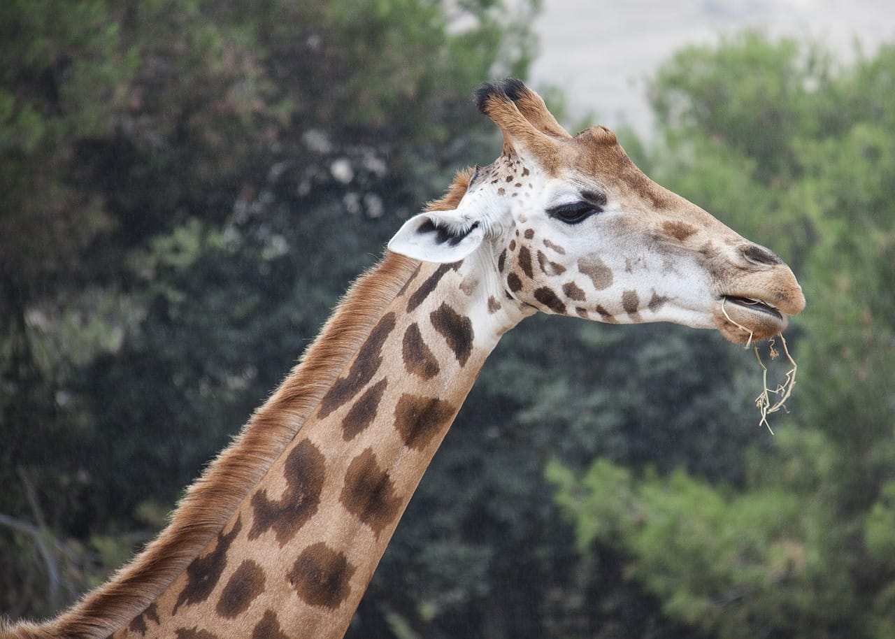 Nyerere National Park