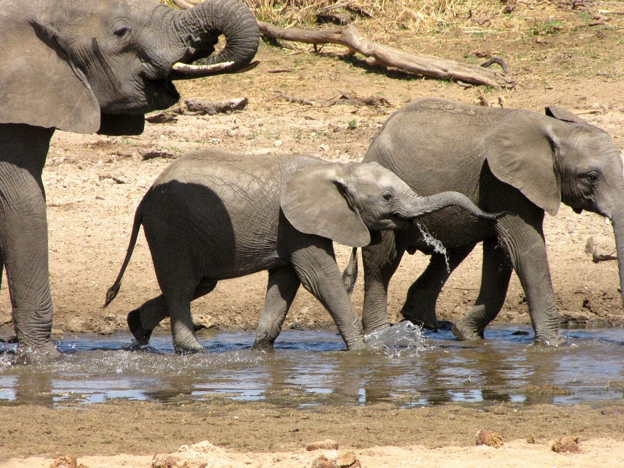 Safari Wonderland Tarangire