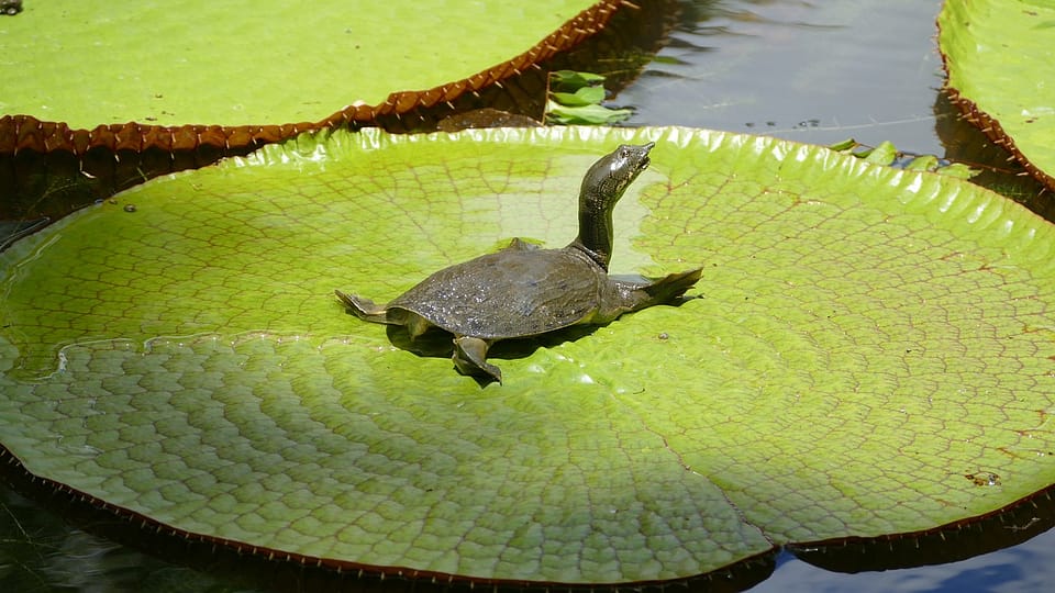 Mauritius