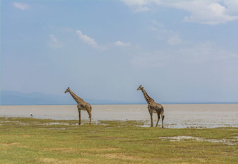 Lake Manyara National Park