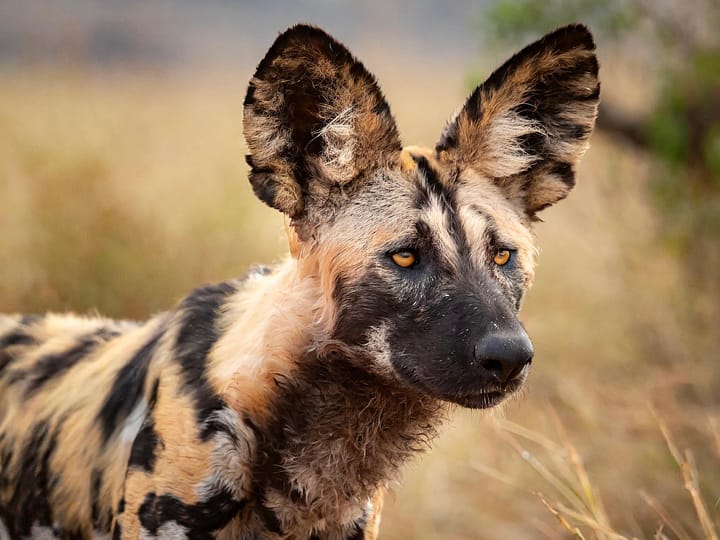 Nyerere National Park