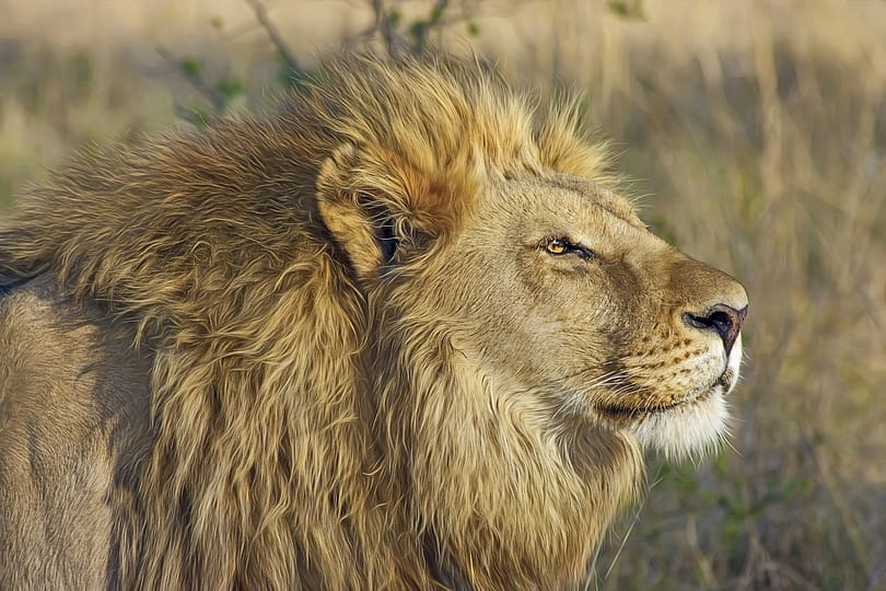 Amboseli National Park