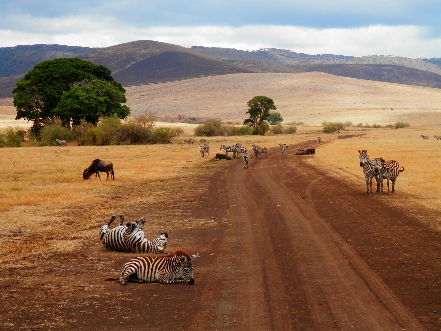 Big Five Safari