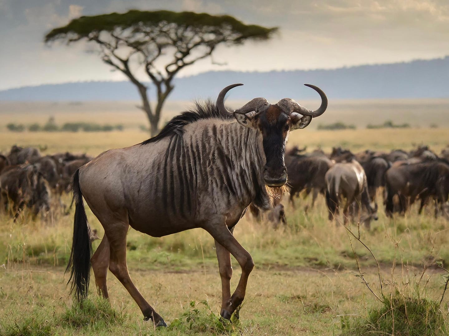 Big Five Safari