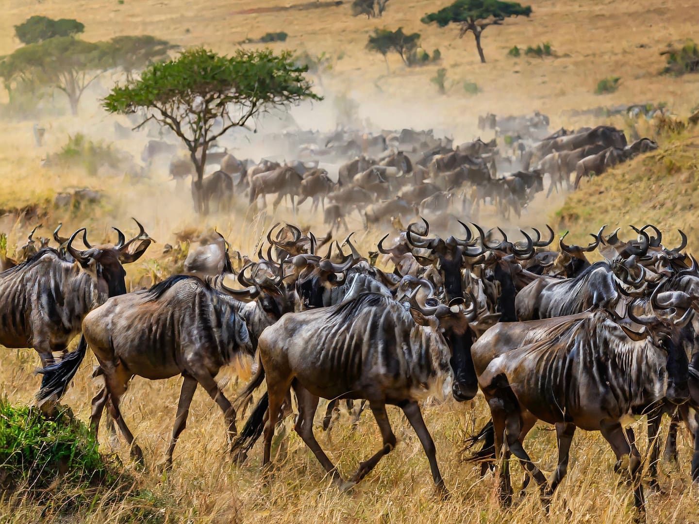 Masai Mara and Nakuru