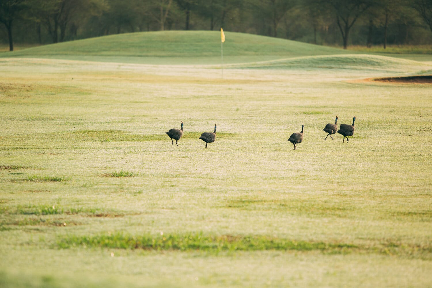 Golfing Tanzania day tour