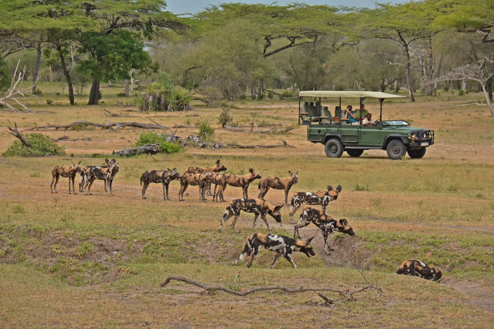 Safari in South Tanzania