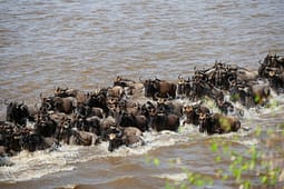 Visiting Serengeti National Park